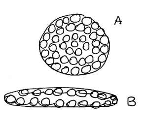 fig5